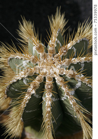 CANARY ISLANDS LANZAROTE CACTUS 75339978