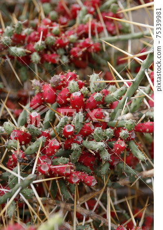 CANARY ISLANDS LANZAROTE CACTUS 75339981