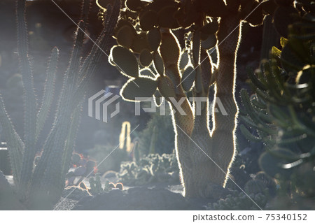 CANARY ISLANDS LANZAROTE CACTUS 75340152