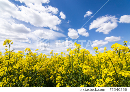 Yellow spring field of canola, rapeseed or rape 75340266