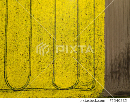 Colorful yellow spring crop of canola, rapeseed or rape viewed from above Colorful yellow spring crop of canola, rapeseed or rape viewed from above 75340285