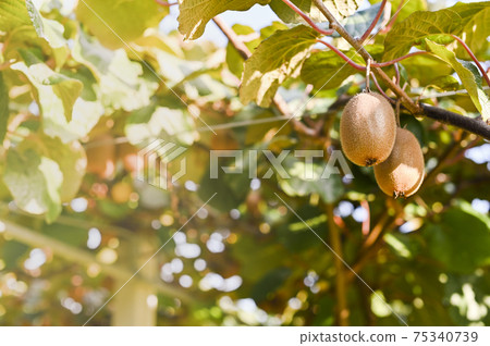 Kiwi on a kiwi tree plantation with with huge clusters of fruits. Garden with trees and organic Kiwi on a kiwi tree plantation with with huge clusters of fruits. Garden with trees and organic 75340739