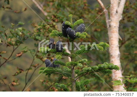 Autumn Abies mariesii Photo location: Tsugaike Natural Garden (Nagano Prefecture) 75340857