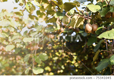 Kiwi on a kiwi tree plantation with with huge clusters of fruits. Garden with trees and organic Kiwi on a kiwi tree plantation with with huge clusters of fruits. Garden with trees and organic 75341045
