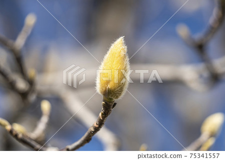 [Spring flowers] Yulan magnolia buds 75341557