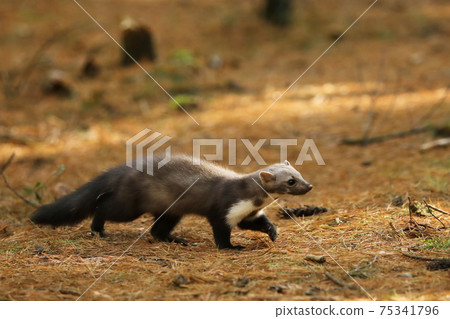 Beautiful cute forest animal. Beech marten, Martes foina, in autumn forest. Wildlife scene from Czech republic 75341796