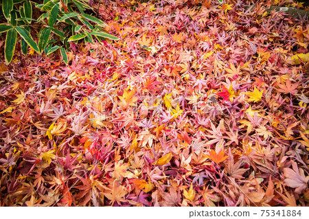 Autumn in the ancient city of Kamakura, Jomyoji Temple in autumn colors (Kamakura Gozan), carpet of fallen leaves Autumn in the ancient city of Kamakura, Jomyoji Temple in autumn colors (Kamakura Gozan), carpet of fallen leaves 75341884