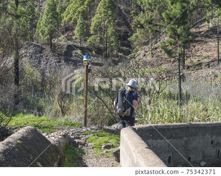 Agaete, Gran Canaria, Canary Islands, Spain December 20, 2020: Man hiker and tourist guide post at hiking trail in pine forest and mountains landscape of Tamadaba natural park. 75342371