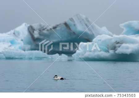 Barnacle goose, Branta leucopsis on Jokulsarlon glacial lagoon in Iceland 75343503