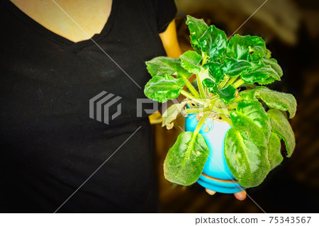 Potted violet in the hands of a lady in t-shirt 75343567