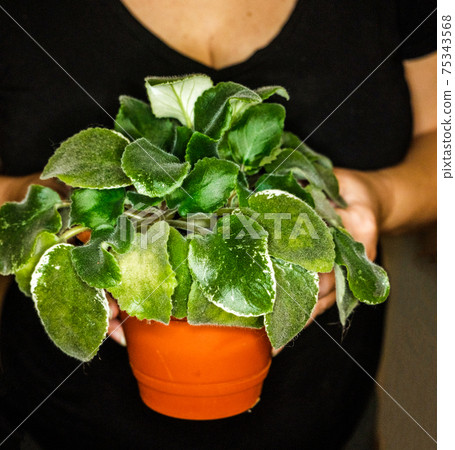 Woman Holds Violet Plant in Small Plastic Pot for Windowsill Garden Woman Holds Violet Plant in Small Plastic Pot for Windowsill Garden 75343568