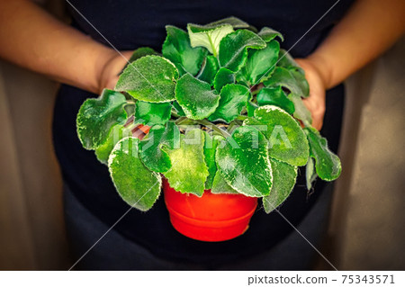 violet in the hands of a woman 75343571