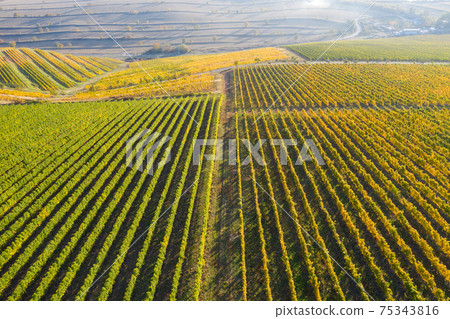 Vineyard drone shot, aerial view from above 75343816