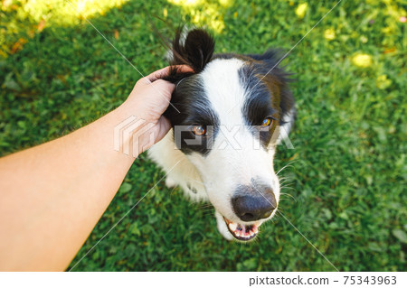 Woman hand stroking puppy dog border collie in summer garden or city park outdoor. Close up dog portrait. Owner playing with dog friend. Love for pets friendship support team concept. 75343963