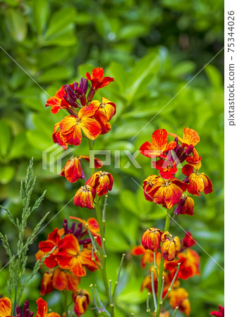 spring flowers spring flowers 75344026