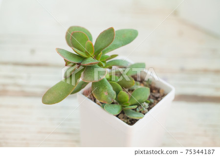 Green crassula moneymaker houseplants in white pot 75344187
