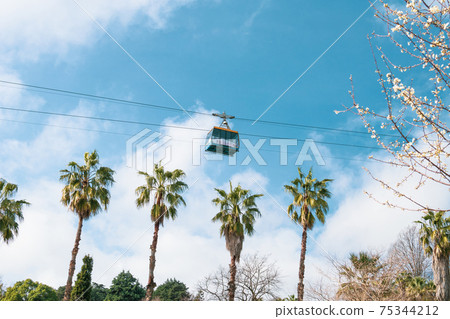 Funicular cabin on the cable car on a background the blue sky, with palm and blooming fruit tree 75344212
