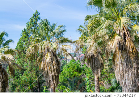 Palm trees and blue sky in the Sochi city, Russia Palm trees and blue sky in the Sochi city, Russia 75344217