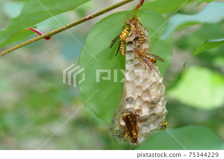 Polistes and nests 75344229