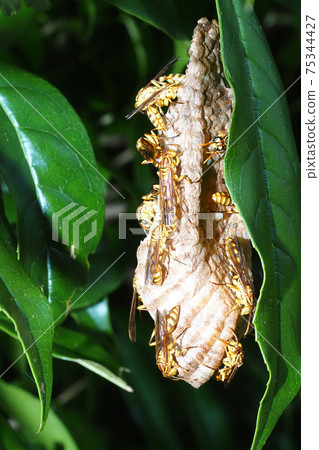 Paper wasp nest 75344427