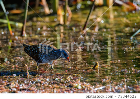 Close up of a spotted crake or Porzana porzana in a wildlife Close up of a spotted crake or Porzana porzana in a wildlife 75344522