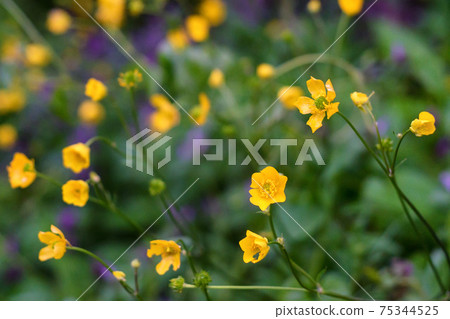 Ranunculus acris or meadow buttercup, tall buttercup or common buttercup 75344525