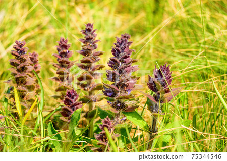 Close-up of Ajuga or bugleweed, ground pine, carpet bugle, or just bugle Close-up of Ajuga or bugleweed, ground pine, carpet bugle, or just bugle 75344546