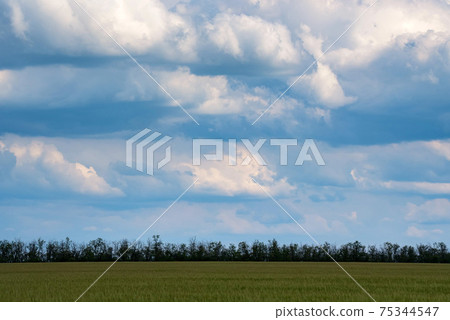 Blue sky with white cumulus clouds background over green Grove Blue sky with white cumulus clouds background over green Grove 75344547