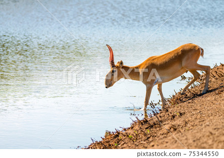 Saiga antelope or Saiga tatarica drinks in steppe Saiga antelope or Saiga tatarica drinks in steppe 75344550