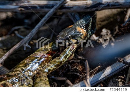 Close up of hunting grass snake has caught a frog 75344559