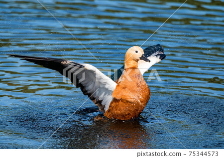 Ruddy Shelducks or Tadorna ferruginea swimming in a lake Ruddy Shelducks or Tadorna ferruginea swimming in a lake 75344573