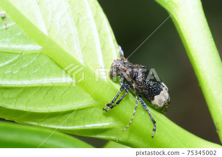 Atojirosakami kamikiri Atojirosakami kamikiri 75345002