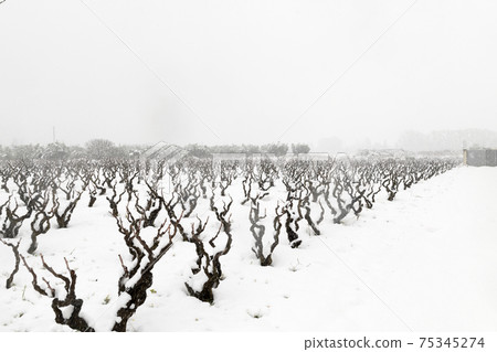 Puglia landscape with snow, vineyard in winter Puglia landscape with snow, vineyard in winter 75345274