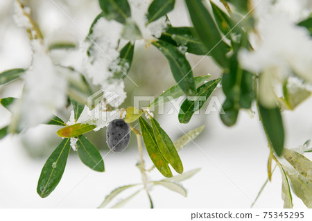 Beautiful Olive trees in an olive grove in the snow 75345295