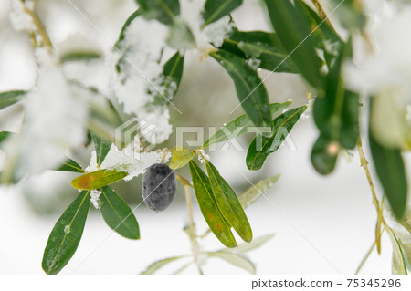 Beautiful Olive trees in an olive grove in the snow Beautiful Olive trees in an olive grove in the snow 75345296