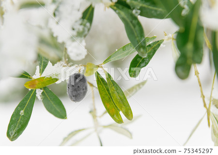 Beautiful Olive trees in an olive grove in the snow 75345297