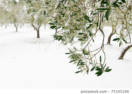 Beautiful Olive trees in an olive grove in the snow 75345298