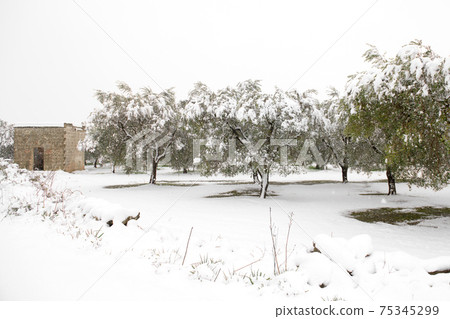 Beautiful Olive trees in an olive grove in the snow Beautiful Olive trees in an olive grove in the snow 75345299