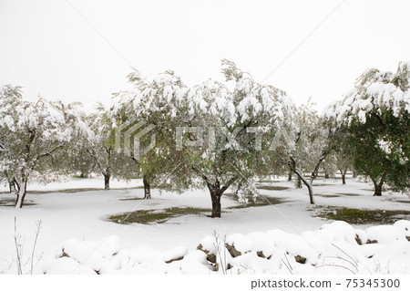 Beautiful Olive trees in an olive grove in the snow 75345300