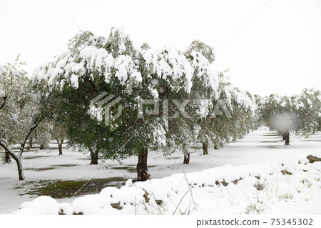 Beautiful Olive trees in an olive grove in the snow Beautiful Olive trees in an olive grove in the snow 75345302