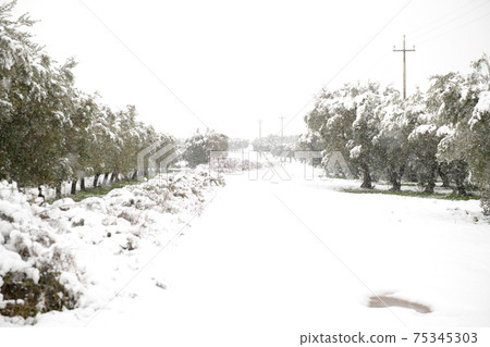 Beautiful Olive trees in an olive grove in the snow 75345303