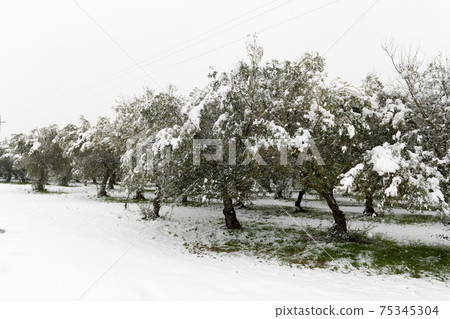 Beautiful Olive trees in an olive grove in the snow Beautiful Olive trees in an olive grove in the snow 75345304