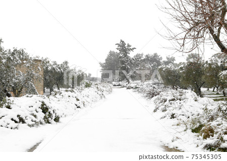 Beautiful Olive trees in an olive grove in the snow Beautiful Olive trees in an olive grove in the snow 75345305