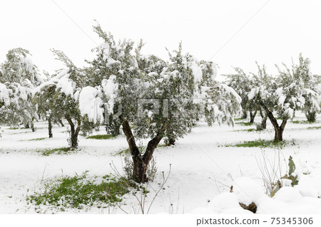 Beautiful Olive trees in an olive grove in the snow Beautiful Olive trees in an olive grove in the snow 75345306