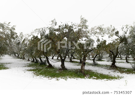 Beautiful Olive trees in an olive grove in the snow Beautiful Olive trees in an olive grove in the snow 75345307
