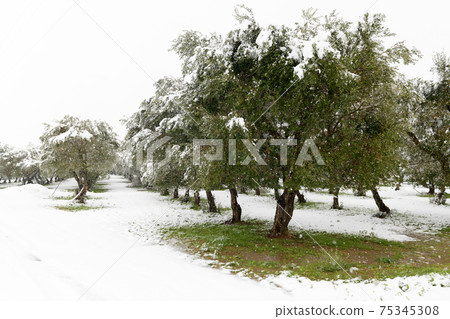 Beautiful Olive trees in an olive grove in the snow Beautiful Olive trees in an olive grove in the snow 75345308