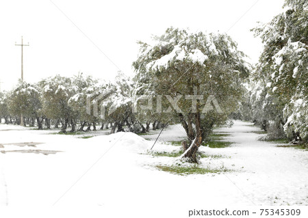 Beautiful Olive trees in an olive grove in the snow 75345309