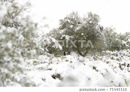 Beautiful Olive trees in an olive grove in the snow 75345310