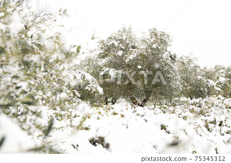 Beautiful Olive trees in an olive grove in the snow Beautiful Olive trees in an olive grove in the snow 75345312