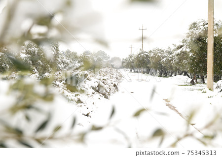 Beautiful Olive trees in an olive grove in the snow 75345313